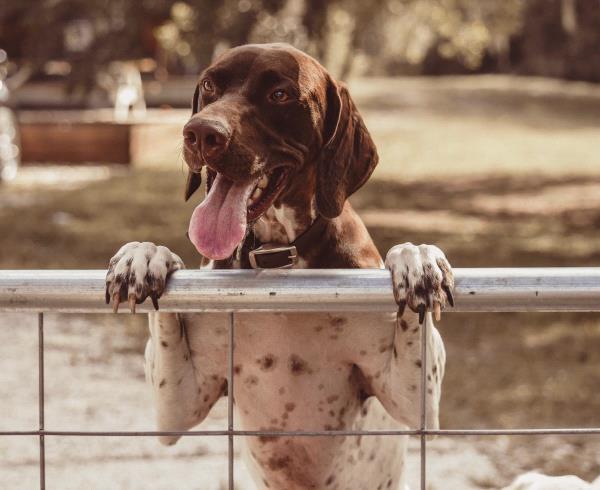 /Images/uploads/Southeast German Shorthaired Pointer Rescue/segspcalendarcontest2018/entries/9008thumb.jpg